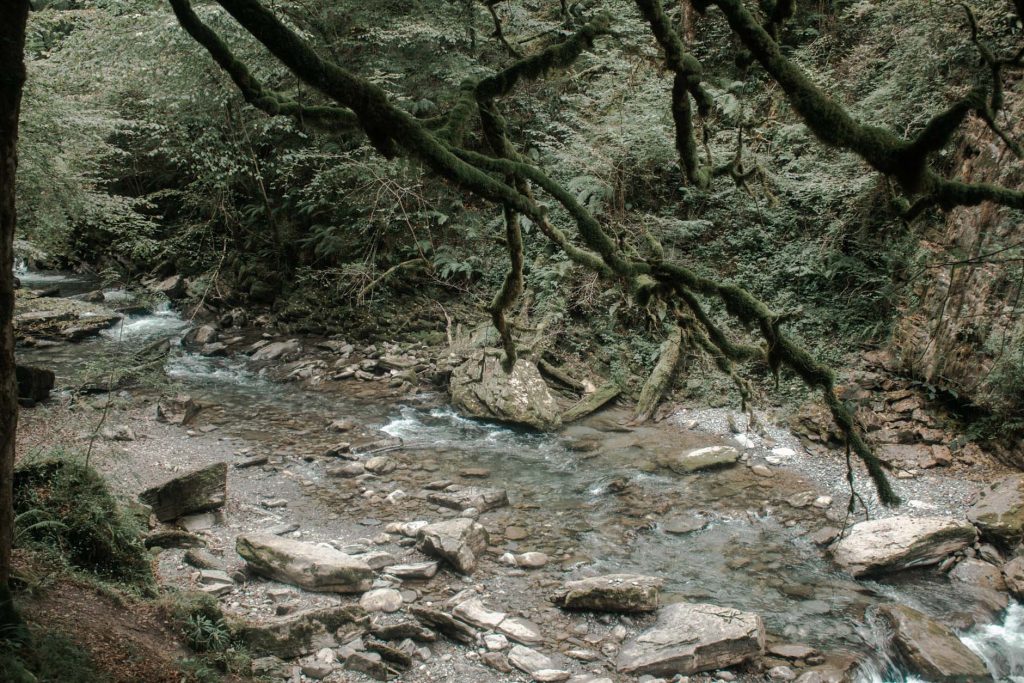 holzarte rivière arbres roches