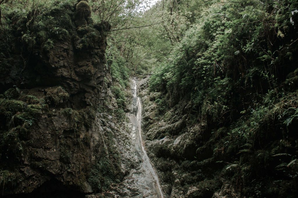 gorges vegetation ruisseau