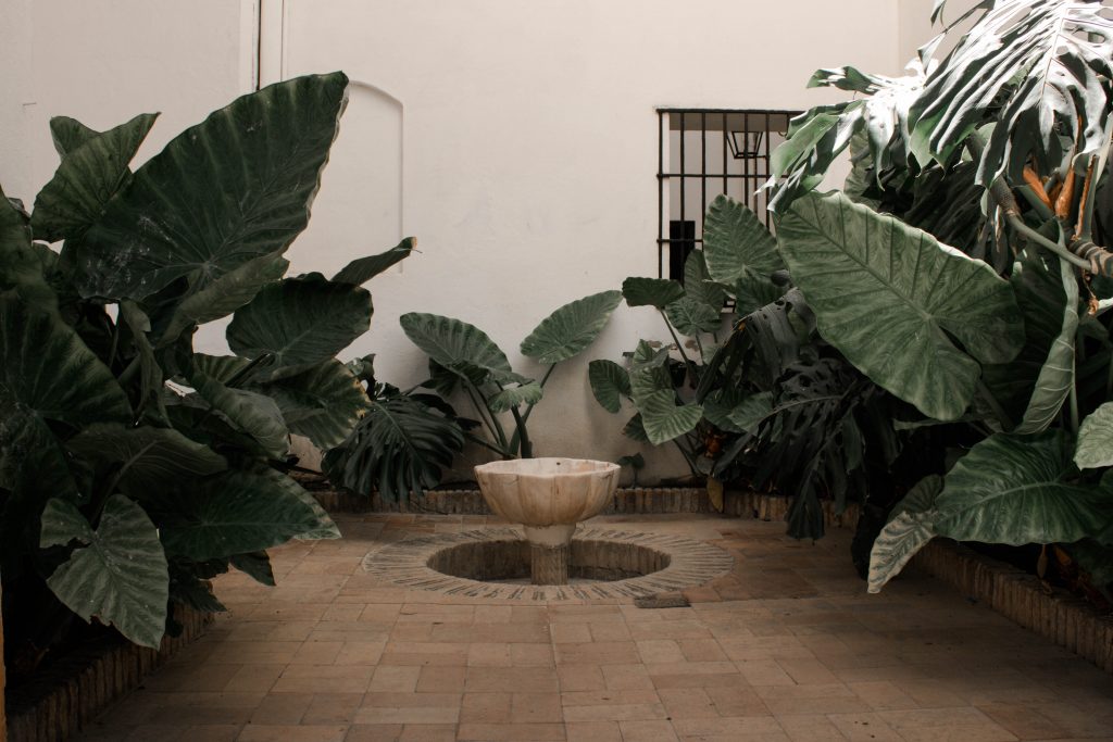 plantes fontaine palais alcazar seville