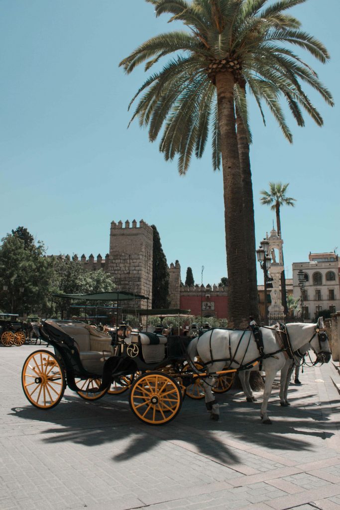 seville palmier calèche cheval