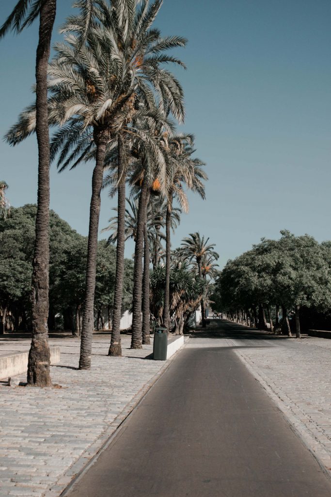 seville palmiers sentier